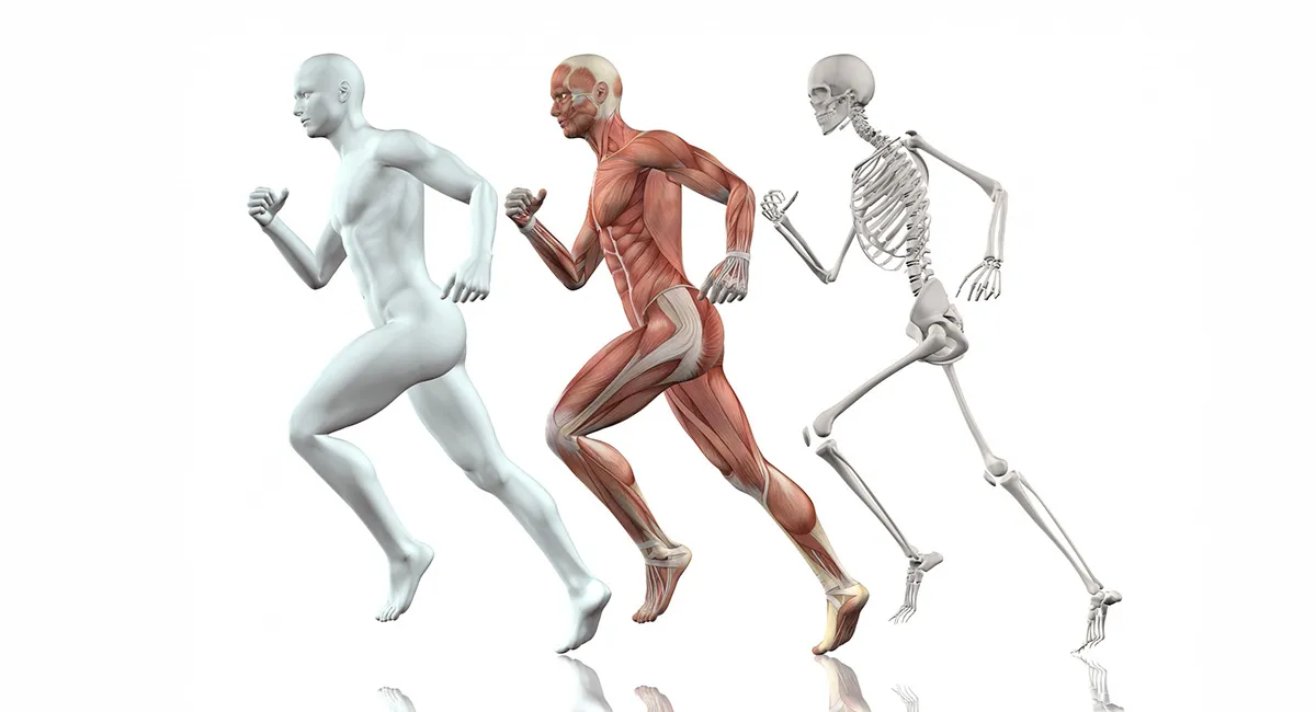 10 Curiosidades sobre o Corpo Humano! | [object Object]
         | Blog | Furatec